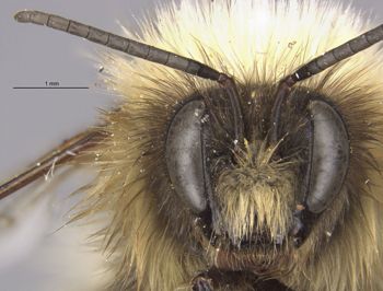 Media type: image;   Entomology 562 Aspect: head frontal view